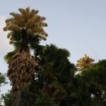 palmeiras-raras-florescem-no-parque-do-flamengo-apos-60-anos