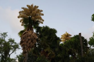 palmeiras-raras-florescem-no-parque-do-flamengo-apos-60-anos