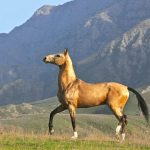 conheca-os-majestosos-cavalos-akhal-teke,-orgulho-nacional-do-turcomenistao