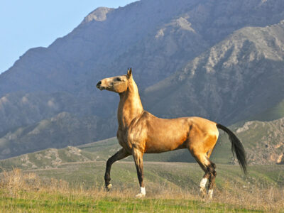 conheca-os-majestosos-cavalos-akhal-teke,-orgulho-nacional-do-turcomenistao