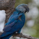ararinhas-azuis-recapturadas-testam-positivo-para-virus-letal