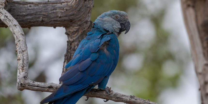 ararinhas-azuis-recapturadas-testam-positivo-para-virus-letal