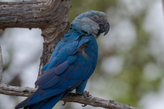 ararinhas-azuis-recapturadas-testam-positivo-para-virus-letal