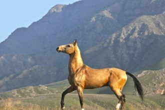 conheca-os-majestosos-cavalos-akhal-teke,-orgulho-nacional-do-turcomenistao