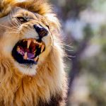 pesquisa-revela-que-leoes-tem-dois-tipos-de-rugido