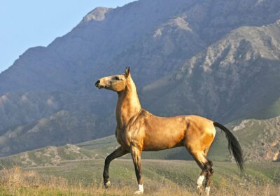 conheca-os-majestosos-cavalos-akhal-teke,-orgulho-nacional-do-turcomenistao