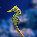 a-invisibilidade-das-especies-aquaticas-nas-estrategias-de-conservacao