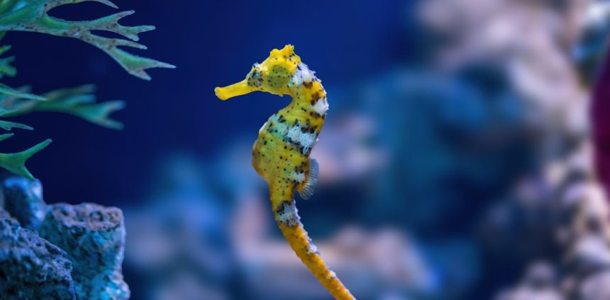 a-invisibilidade-das-especies-aquaticas-nas-estrategias-de-conservacao