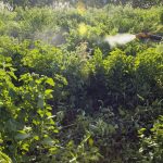 agrotoxicos-atingem-populacao-ja-em-vulnerabilidade,-diz-especialista