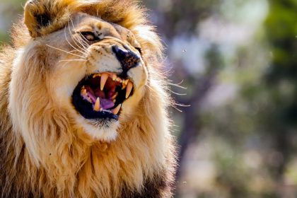 pesquisa-revela-que-leoes-tem-dois-tipos-de-rugido