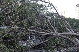 defesa-civil-de-sp-recebe-514-chamados-por-quedas-de-arvores