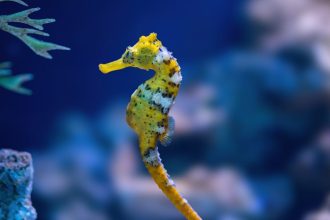 a-invisibilidade-das-especies-aquaticas-nas-estrategias-de-conservacao