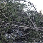 defesa-civil-de-sp-recebe-514-chamados-por-quedas-de-arvores