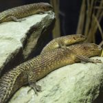 repteis,-os-grandes-esquecidos:-como-melhorar-seu-bem-estar-e-mudar-sua-ma-imagem