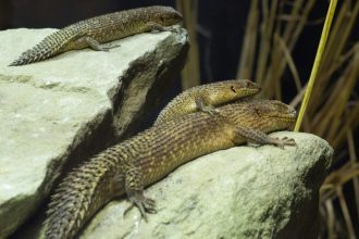 repteis,-os-grandes-esquecidos:-como-melhorar-seu-bem-estar-e-mudar-sua-ma-imagem