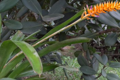 especie-nova-de-bromelia-floresce-no-jardim-botanico-do-rio
