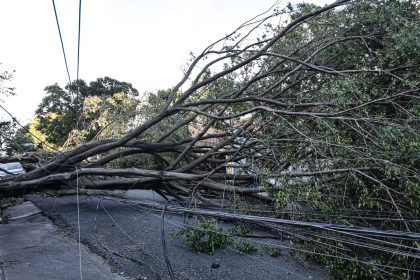 queda-de-arvore-provoca-morte-em-guarulhos,-diz-defesa-civil