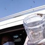 saude-libera-mosquitos-estereis-para-frear-reproducao-do-aedes