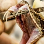 uso-de-alta-pressao-hidrostatica-e-nova-estrategia-na-producao-brasileira-de-soros-antiofidicos