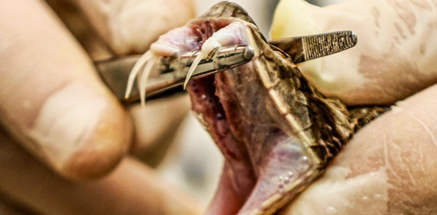 uso-de-alta-pressao-hidrostatica-e-nova-estrategia-na-producao-brasileira-de-soros-antiofidicos