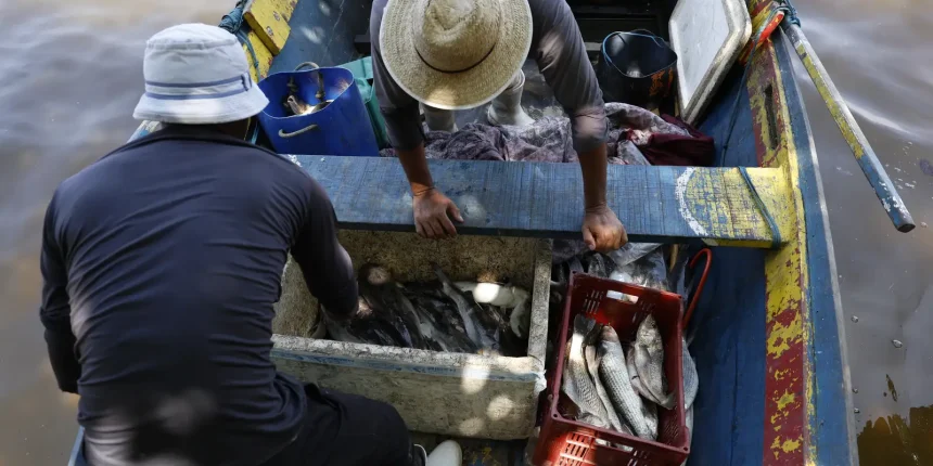 pesquisadores-encontram-mercurio-em-peixes-da-baia-de-guanabara