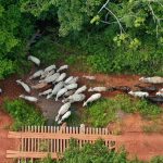 funai-solicita-apoio-da-pf-para-investigar-emboscada-no-para