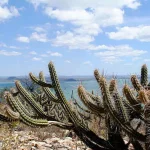ameacada-de-desertificacao,-caatinga-tera-area-recuperada