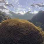 el-nino-afeta-ecossistema-marinho-no-oceano-atlantico,-diz-estudo