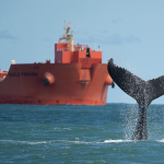 areas-de-protecao-pouco-eficientes-ameacam-golfinhos-e-baleias-no-brasil