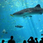 tubaroes-e-raias-obtem-vitoria-para-sua-conservacao-com-novos-limites-no-comercio-internacional