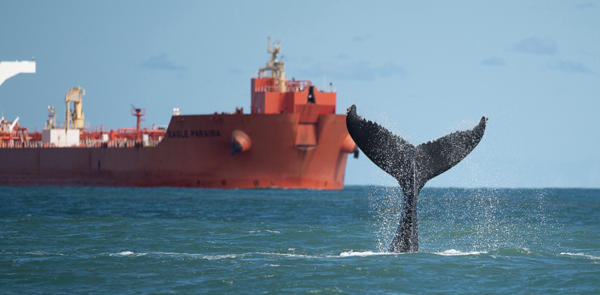 areas-de-protecao-pouco-eficientes-ameacam-golfinhos-e-baleias-no-brasil