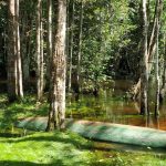 ciencia-em-rede-fortalece-a-pesquisa-e-a-conservacao-da-biodiversidade-na-amazonia