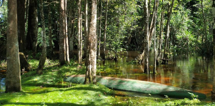 ciencia-em-rede-fortalece-a-pesquisa-e-a-conservacao-da-biodiversidade-na-amazonia