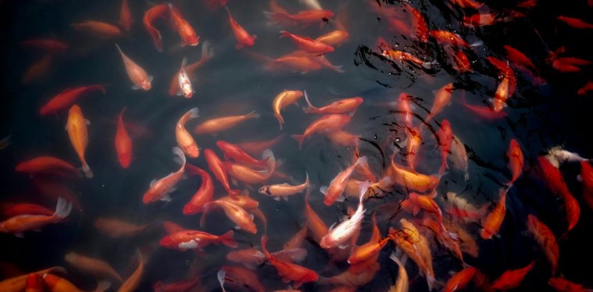 timidos,-ousados,-ansiosos…-os-peixes-tambem-tem-personalidade