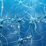 seu-cerebro-para-de-se-desenvolver-aos-25-anos?-a-neurociencia-mostra-que-isso-e-um-mito