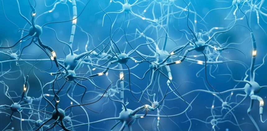 seu-cerebro-para-de-se-desenvolver-aos-25-anos?-a-neurociencia-mostra-que-isso-e-um-mito